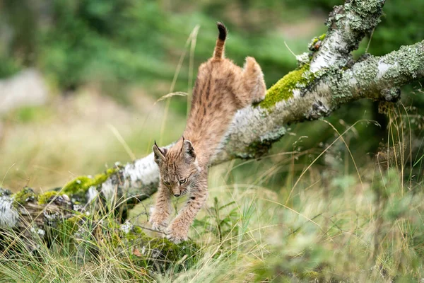 Lynx młode skaczące z upadłego drzewa w trawę — Zdjęcie stockowe