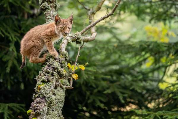 Il cucciolo di lince striscia su rami d'albero ricoperti di licheni. Foto di una lince in un ambiente forestale — Foto Stock