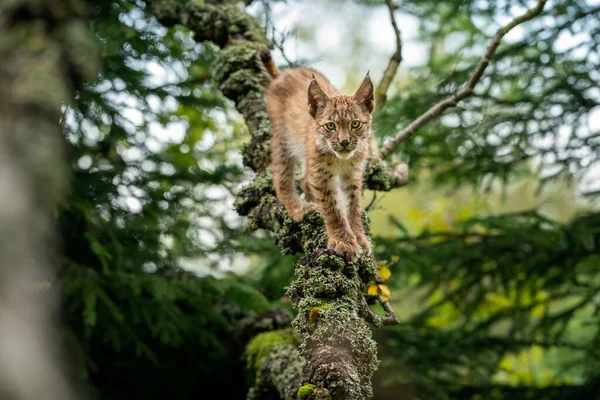 Lynxの赤ちゃん立っている上の地衣類で覆われた木の枝先にカメラを見て. — ストック写真