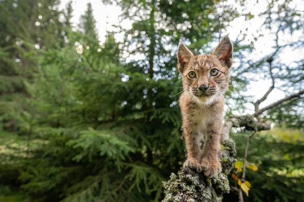 Llynx cub crawls on lichen-covered tree branches. Closeup wide angle shot. — Stock Photo, Image