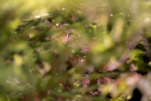 Lynx cub hiddne in the tree and branches