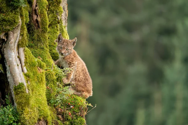 Luchsjunges sitzt auf einem bemoosten Baumstamm mit verschwommenem Wald auf einem Hintergrund. — Stockfoto