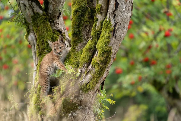 Lince cucciolo in piedi su un tronco d'albero muschiato con alberi sfocati con frutti rossi — Foto Stock