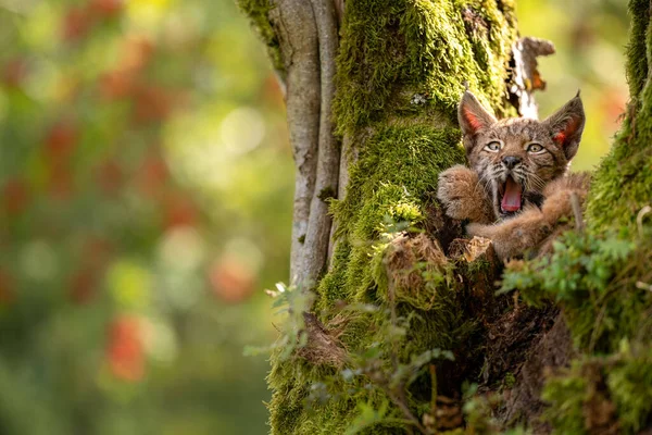 Bostezar lindo cachorro de lince pequeño en un árbol musgoso con árboles de peletería roja en el fondo. —  Fotos de Stock