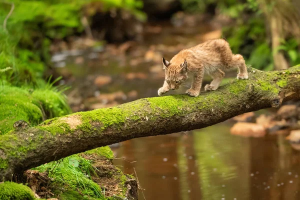 Lynx cachorro está caminando en el tronco caído musgoso árbol a través del arroyo del bosque. — Foto de Stock