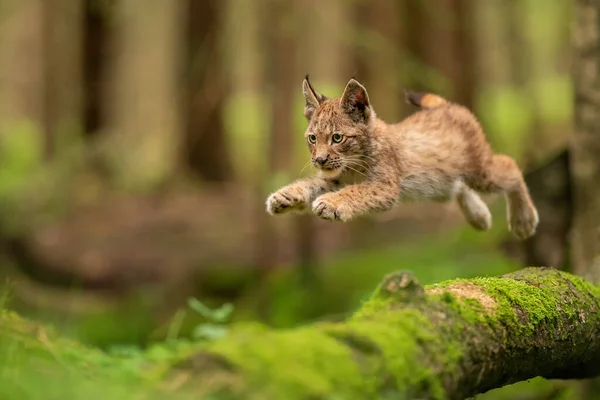 Lynx louveteau sautant du tronc d'arbre écumé tombé. Lynx lyynx. — Photo