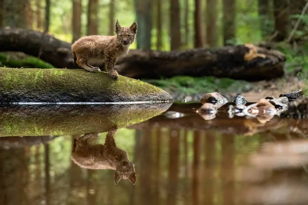 Puiul Lynx pe piatra din pădure cu reflecție în râu uitându-se la cameră — Fotografie, imagine de stoc