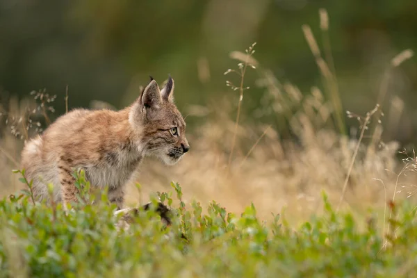 Wary lynx cub in the grass with yellow tall grass in the background. — Stock Photo, Image
