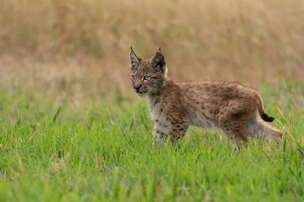 Small lynx cub standing on the green grass with yellow grass in a background — Stock Photo, Image
