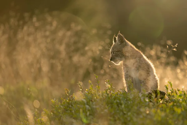 Lynx unge sitter från profilsidan i högt gräs i det gyllene ljuset av solnedgången. — Stockfoto
