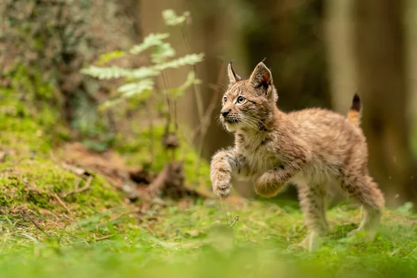 Cute and curious small lynx cub in a green forest grass Stock Picture