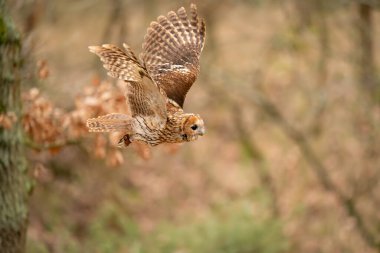 Uçuşta Tawny baykuşu var. Renkli arka planı bulanık..