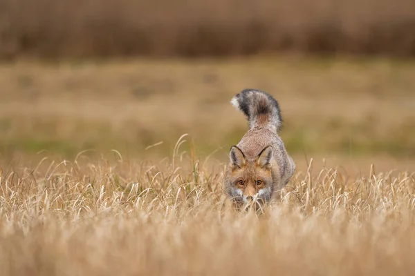 Červená liška ukrytá ve žlutém poli. Lovec zvířat v akci z předního pohledu — Stock fotografie