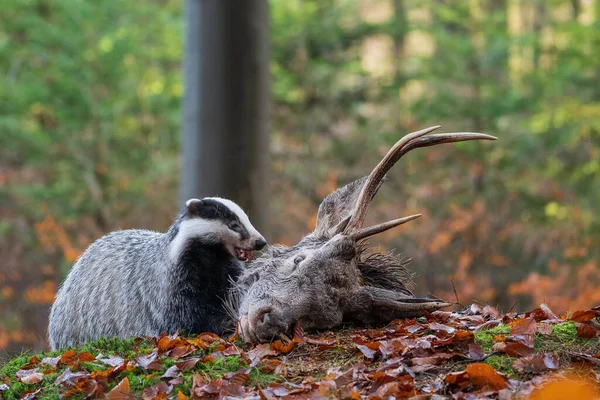 Borsuk europejski z otwartymi ustami obok padniętego jelenia — Zdjęcie stockowe