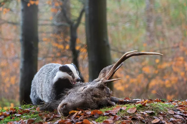 Tasso europeo che lacera un cervo caduto nella foresta autunnale. Meles meles. — Foto Stock