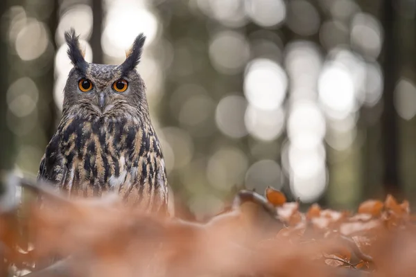 Eurasian eagle-owl hidden behind tree branch with orange leaves with beauty bokeh with circles. — Stock Photo, Image