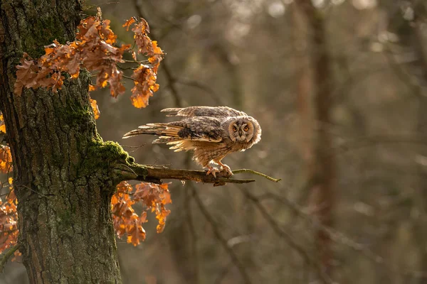 Long-eared owl standing on tree branch in the strong wind. Anger look to the camera. — Stock Photo, Image