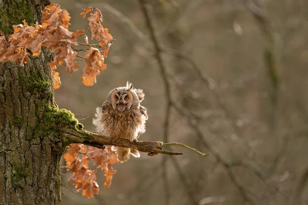 Shouting long-eared owl standing on the tree branch. Owl with splayed feathers — Stock Photo, Image