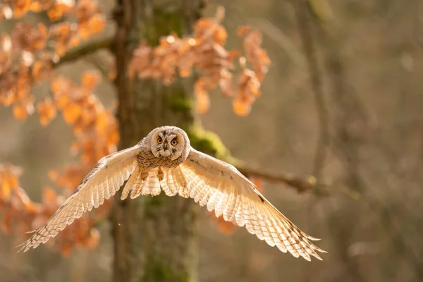 Летит длинноухая сова с деревом на заднем плане. Анимальная тема Asio otus. — стоковое фото