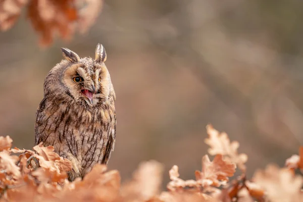 Long-eared owl shouting while hiddne in the leaves. — Stock Photo, Image