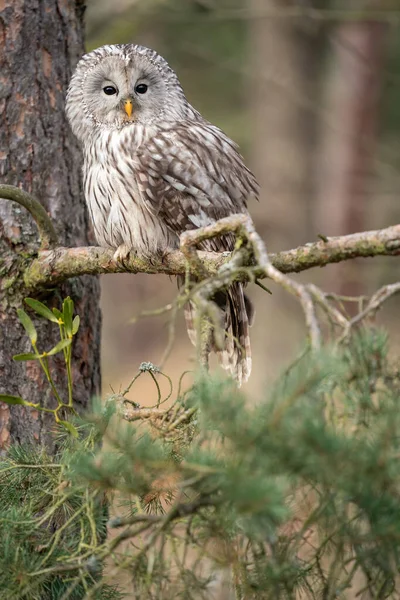 Coruja Ural sentada numa árvore de coníferas. Listra uralense — Fotografia de Stock