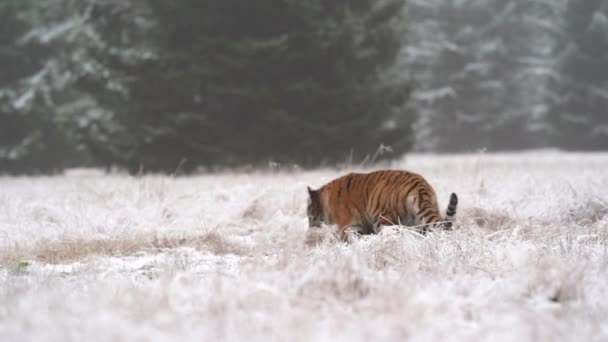 Tigre caminando en un prado herboso congelado cerca del bosque a otro tigre escondido detrás de hierba alta. — Vídeos de Stock
