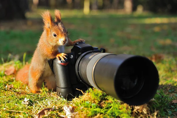 Squirrel with big professional camera — Stock Photo, Image