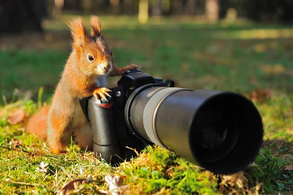 Eichhörnchen mit großer professioneller Kamera Stockfoto