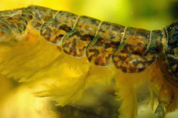 Crayfish tail detail — Stock Photo, Image