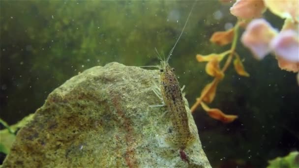 Lebende Krebse bewegen sich unter Wasser — Stockvideo