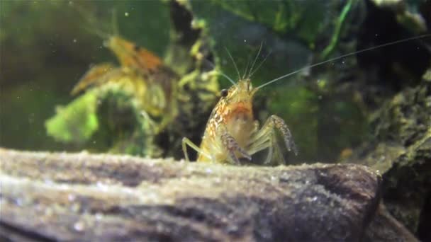 Cray fish vivant se déplaçant sous l'eau 