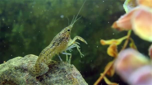 Ryby živé cray pohybující se pod vodou — Stock video