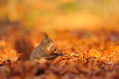 Kızıl sincap fındık ile üzerinde düşmüş yapraklar