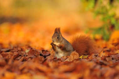 Kızıl sincap ile fıstık portakal yapraklar