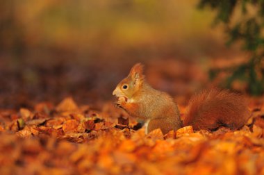 Kızıl sincap fındık üzerinde ile yapraklar