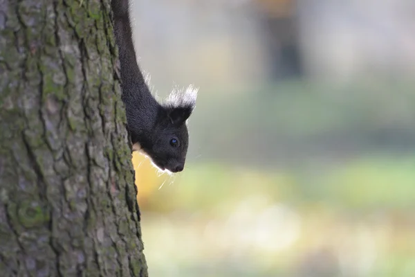 Brown squirrel on tree — Stock Photo, Image