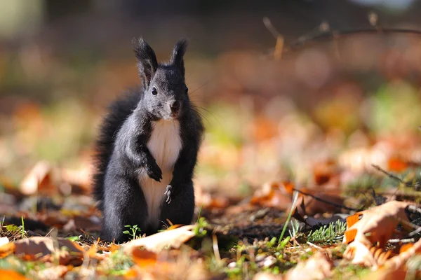 Eichhörnchen steht auf bunten Blättern — Stockfoto