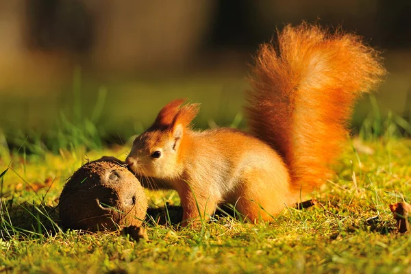 Rotes Eichhörnchen mit Kokosnuss — Stockfoto