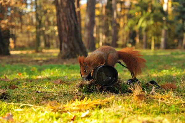 Red squirrel on climbing on camera — Stock Photo, Image