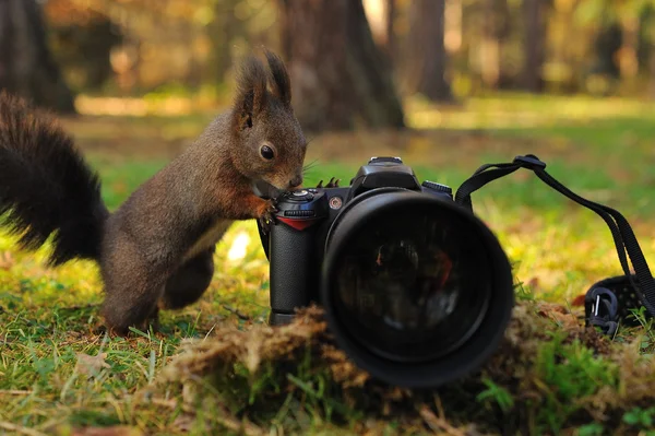 Meraklı kahverengi sincap ile fotoğraf makinesi