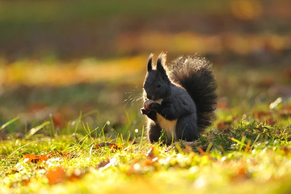 Brown squirrel with hazelnut on grass — Stock Photo, Image