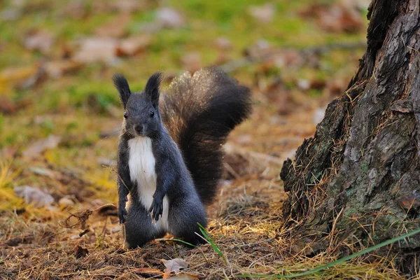 Braunes Eichhörnchen neben dem Baum — Stockfoto