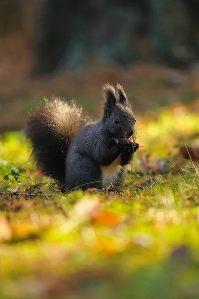 Braunes Eichhörnchen mit Haselnuss auf Gras — Stockfoto