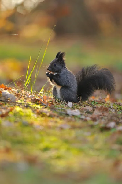 Brown squirrel with hazelnut on grass — Stock Photo, Image