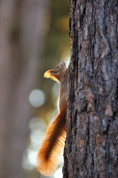 Red squirrel on tree — Stock Photo, Image