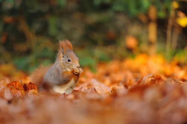 Red squirrel with hazelnut on leafs — Stock Photo, Image