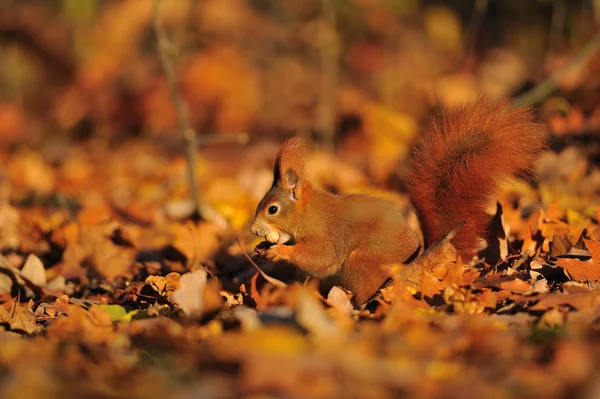 Écureuil roux aux arachides sur les feuilles d'orange — Photo