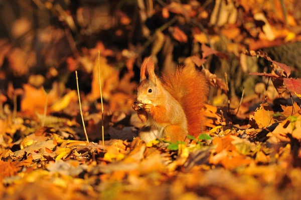 Écureuil roux aux arachides sur les feuilles d'orange — Photo