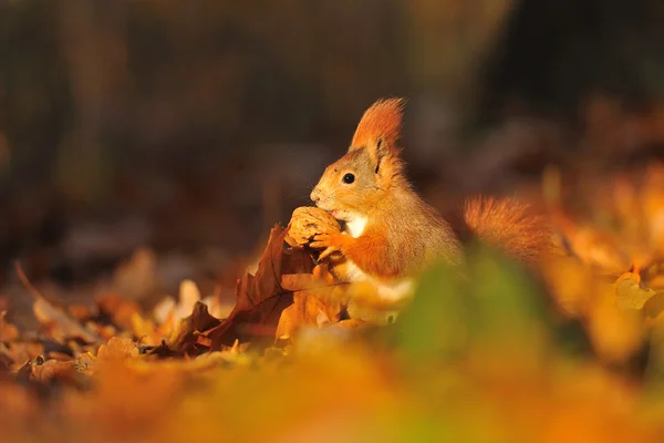 Red squirrel with walnut on the orange leafs — Stock Photo, Image