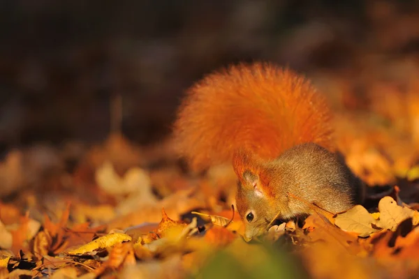 Wiewiórka na poległych leafs — Zdjęcie stockowe